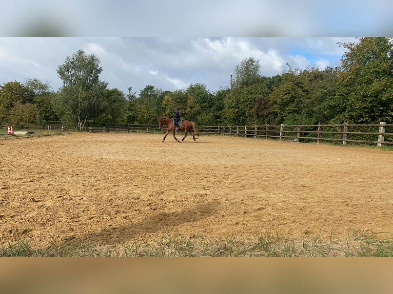 Hannoveraner Stute 14 Jahre 168 cm Dunkelfuchs in G&#xF6;denstorf
