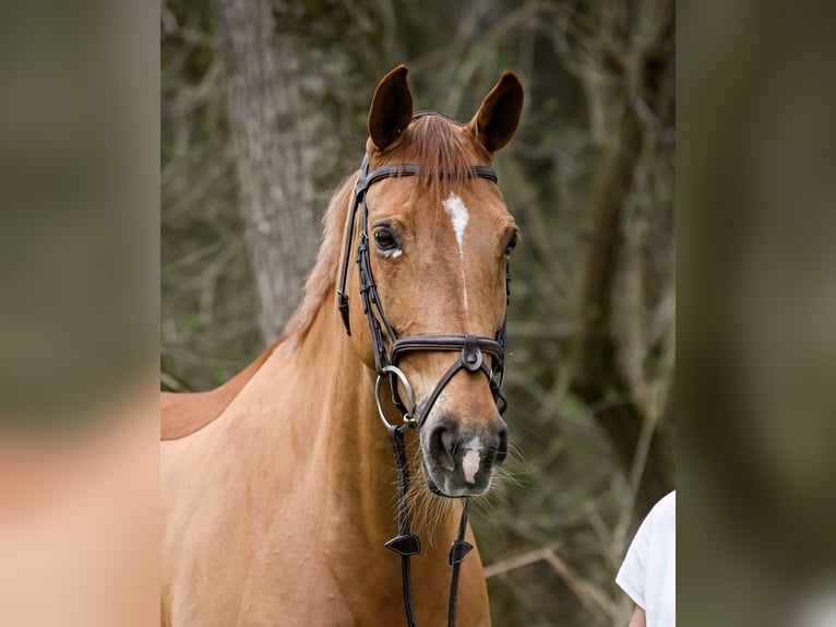 Hannoveraner Stute 14 Jahre 168 cm Fuchs in Winkel
