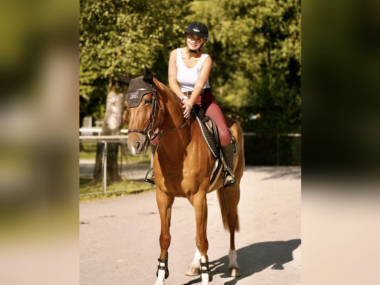 Hannoveraner Stute 14 Jahre 168 cm Fuchs in Winkel