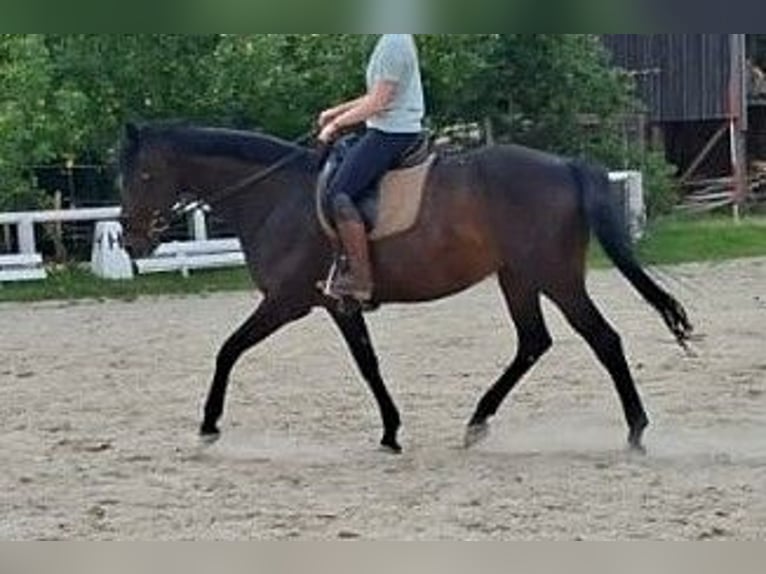 Hannoveraner Stute 14 Jahre 168 cm Schwarzbrauner in Markt Indersdorf
