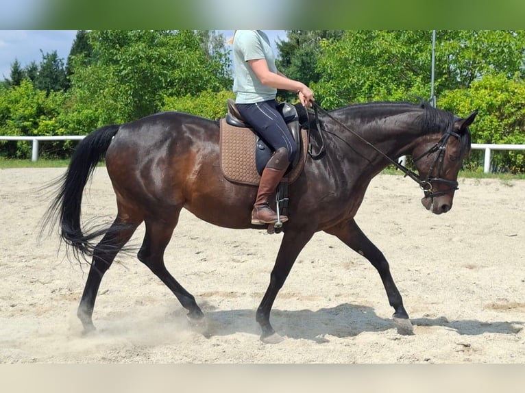 Hannoveraner Stute 14 Jahre 168 cm Schwarzbrauner in Markt Indersdorf