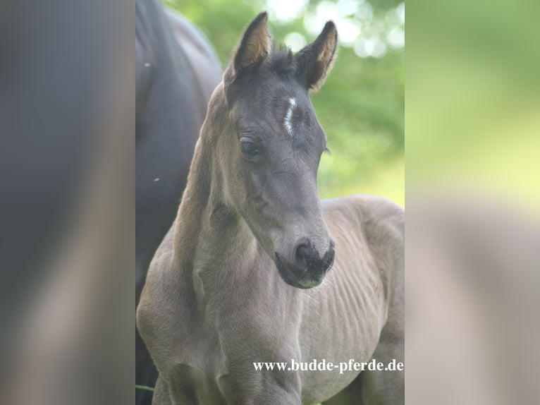 Hannoveraner Stute 14 Jahre 168 cm Schwarzbrauner in Horstmar