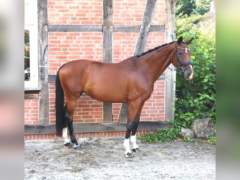 Hannoveraner Stute 14 Jahre 169 cm Brauner in Bomlitz