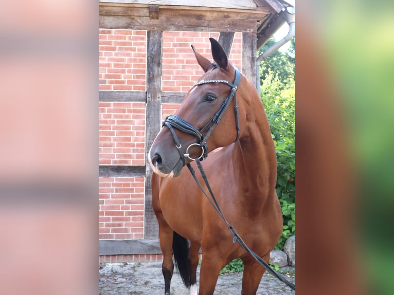 Hannoveraner Stute 14 Jahre 169 cm Brauner in Bomlitz