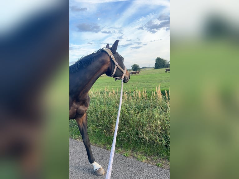 Hannoveraner Stute 14 Jahre 169 cm Brauner in Kalbe (Milde)