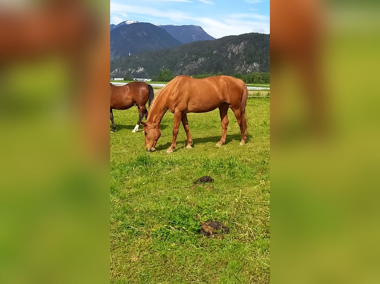 Hannoveraner Stute 14 Jahre 169 cm Fuchs in Stams