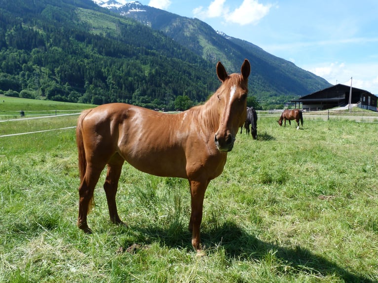 Hannoveraner Stute 14 Jahre 169 cm Fuchs in Stams