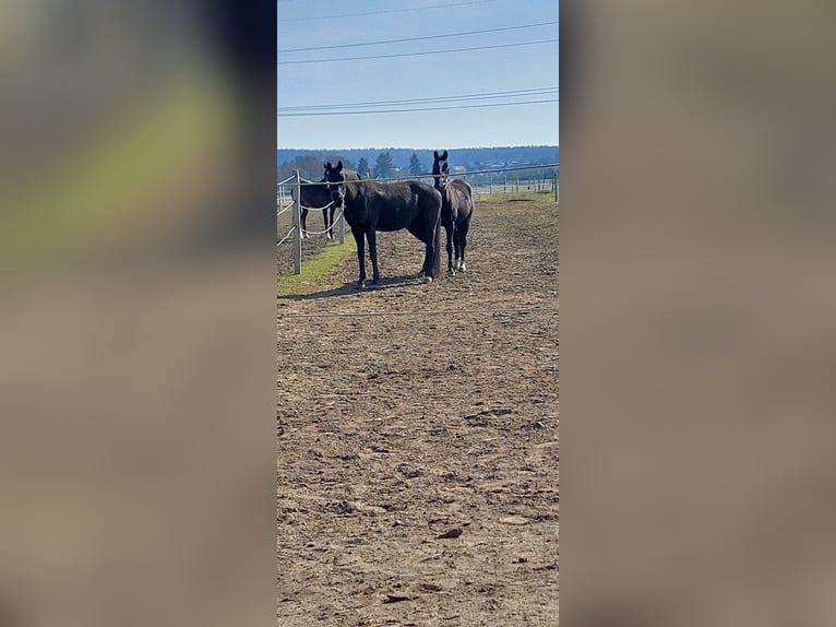 Hannoveraner Stute 14 Jahre 170 cm  in Eckental