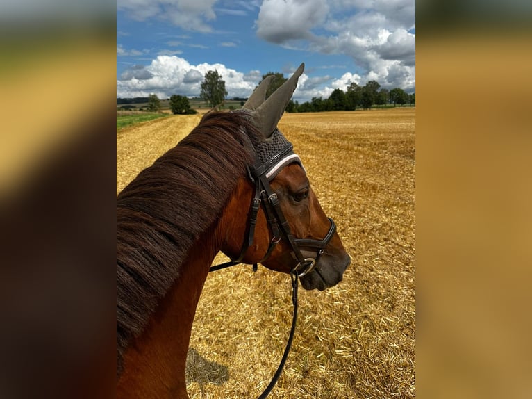 Hannoveraner Stute 14 Jahre 170 cm Dunkelfuchs in Nesselröden