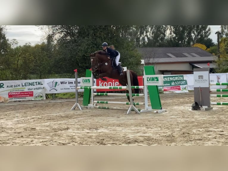 Hannoveraner Stute 14 Jahre 170 cm Dunkelfuchs in Nesselröden
