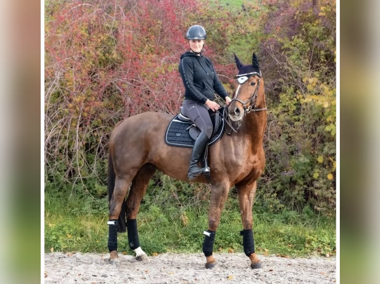 Hannoveraner Stute 14 Jahre 170 cm Dunkelfuchs in Nesselröden