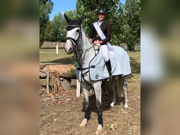 Hannoveraner Stute 14 Jahre 170 cm Schimmel in Springe