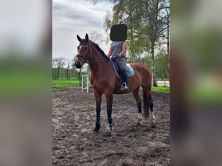 Hannoveraner Stute 14 Jahre 171 cm Brauner in Adelheidsdorf
