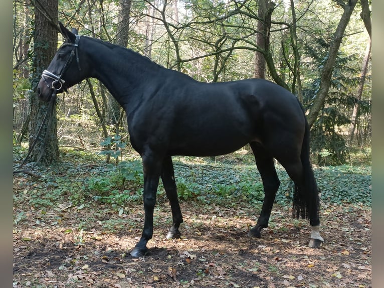 Hannoveraner Stute 14 Jahre 171 cm Dunkelbrauner in Barenburg