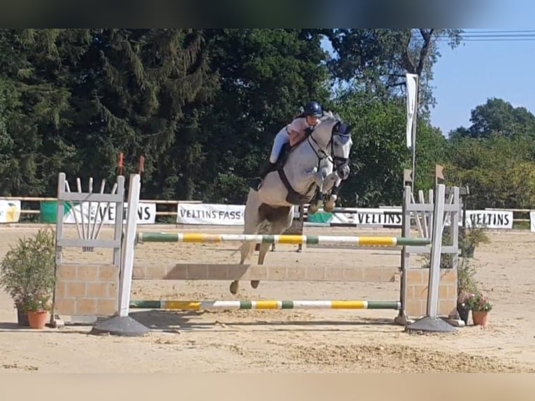 Hannoveraner Stute 14 Jahre 171 cm Schimmel in Oelde