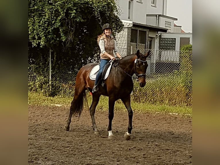 Hannoveraner Stute 14 Jahre 172 cm Dunkelbrauner in Quickborn