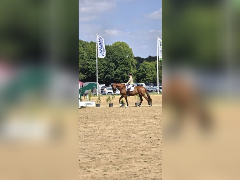 Hannoveraner Stute 14 Jahre 172 cm Fuchs in Gevelsberg