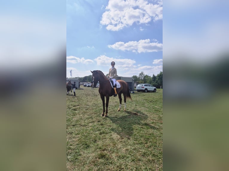 Hannoveraner Stute 14 Jahre 172 cm Fuchs in Gevelsberg
