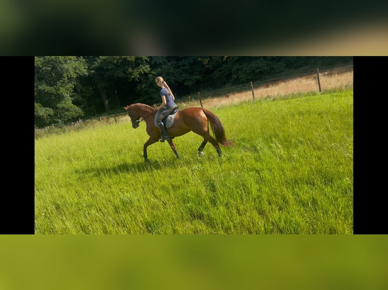 Hannoveraner Stute 14 Jahre 172 cm Fuchs in Gevelsberg