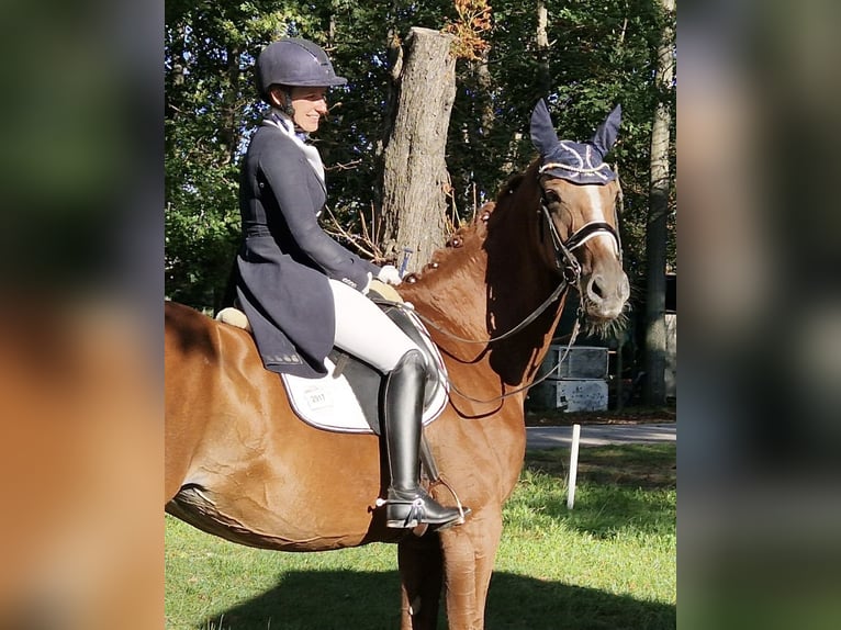 Hannoveraner Stute 14 Jahre 172 cm Fuchs in Langenrohr