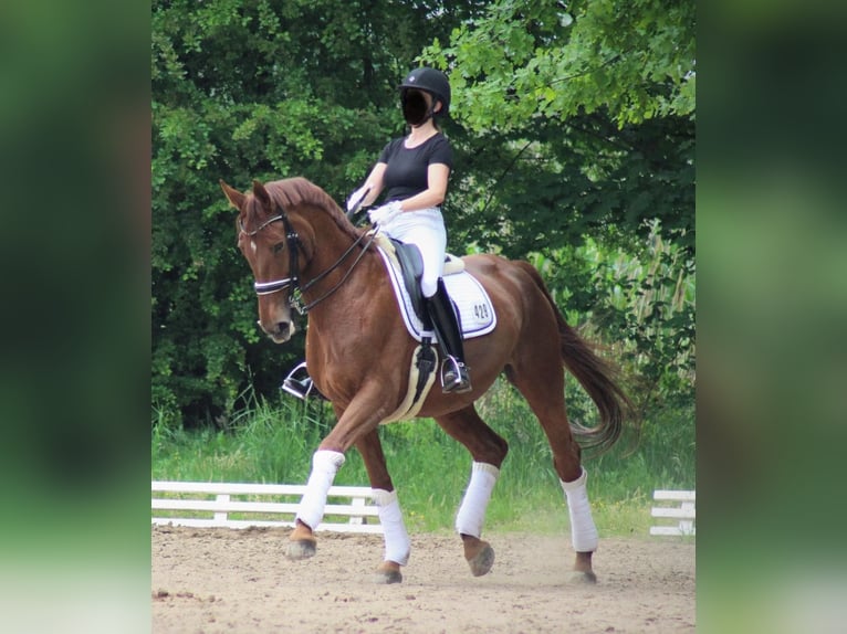 Hannoveraner Stute 14 Jahre 173 cm Dunkelfuchs in Egelsbach