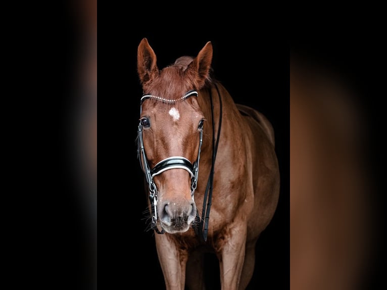 Hannoveraner Stute 14 Jahre 173 cm Dunkelfuchs in Egelsbach