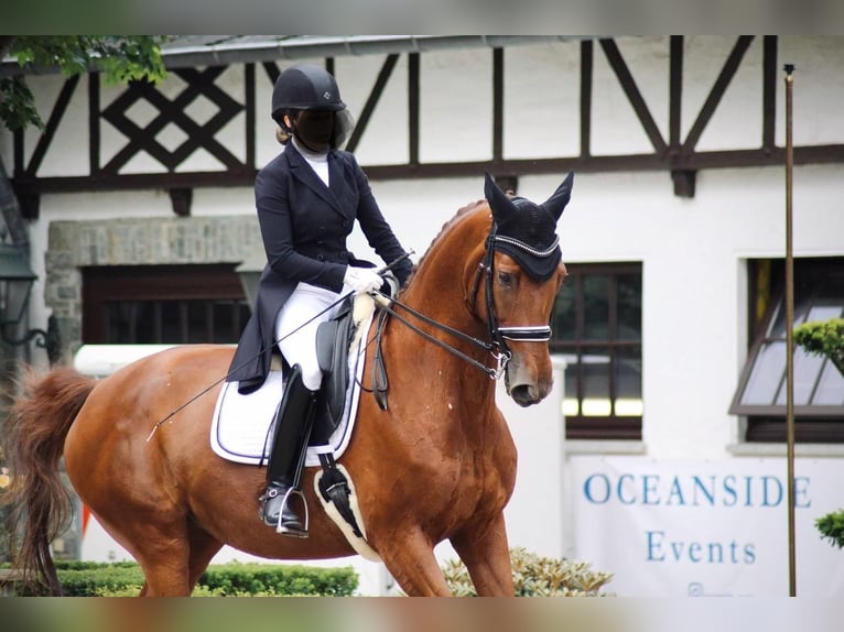 Hannoveraner Stute 14 Jahre 173 cm Dunkelfuchs in Egelsbach