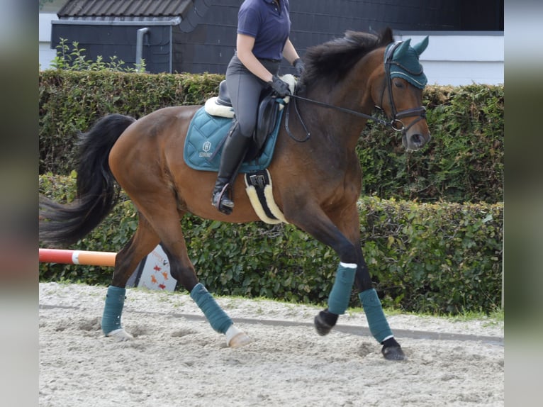 Hannoveraner Stute 14 Jahre 174 cm Brauner in D&#xFC;sseldorf