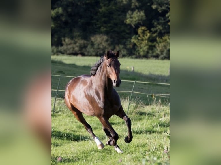 Hannoveraner Stute 14 Jahre 175 cm Dunkelbrauner in D&#xFC;sseldorf
