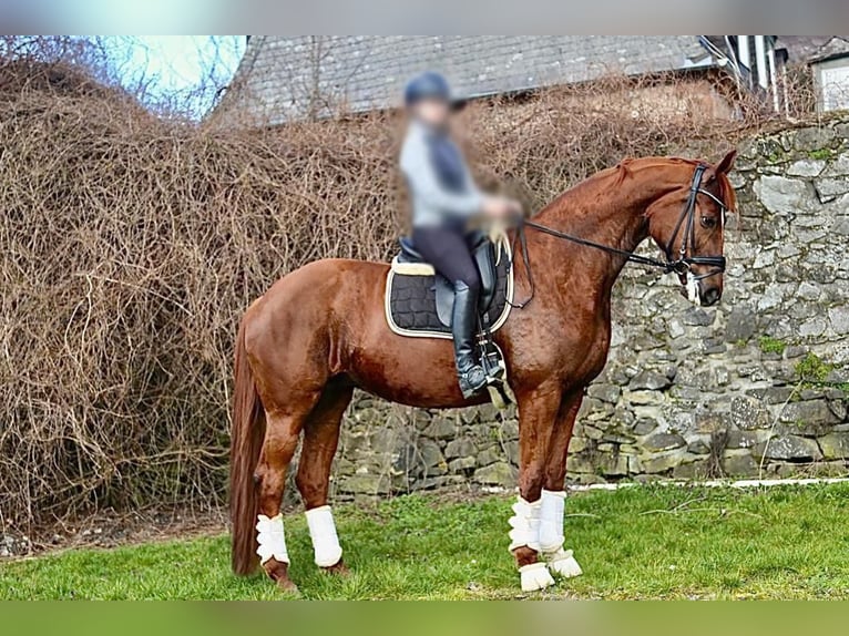 Hannoveraner Stute 14 Jahre 175 cm Dunkelfuchs in Eichelsachsen