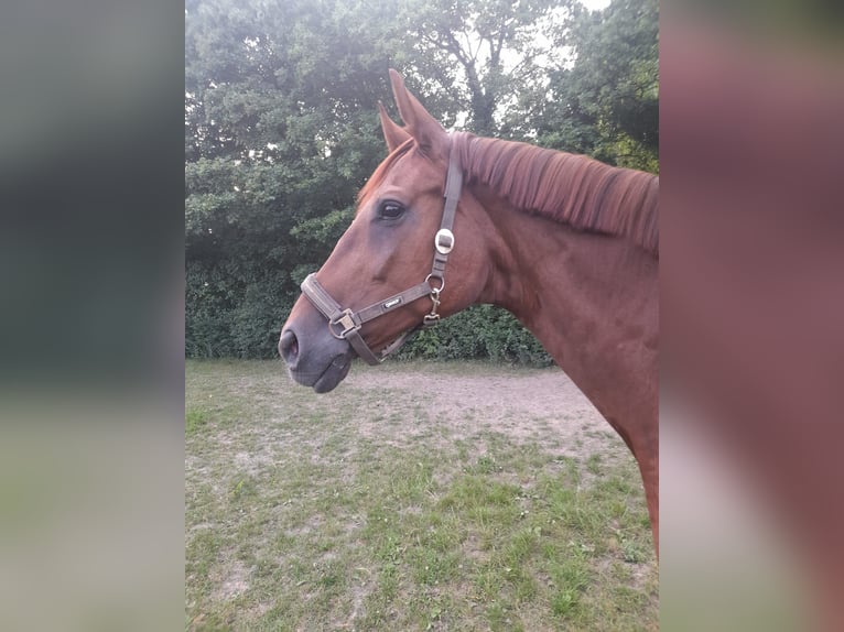 Hannoveraner Stute 14 Jahre 175 cm Dunkelfuchs in Eichelsachsen