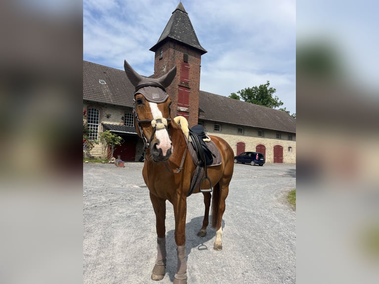 Hannoveraner Stute 14 Jahre 175 cm in BeckumBeckum