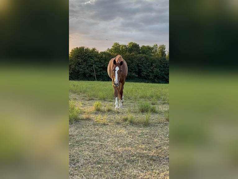 Hannoveraner Stute 14 Jahre 175 cm in BeckumBeckum