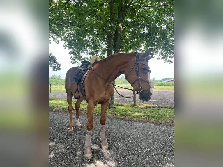 Hannoveraner Stute 14 Jahre 175 cm in BeckumBeckum