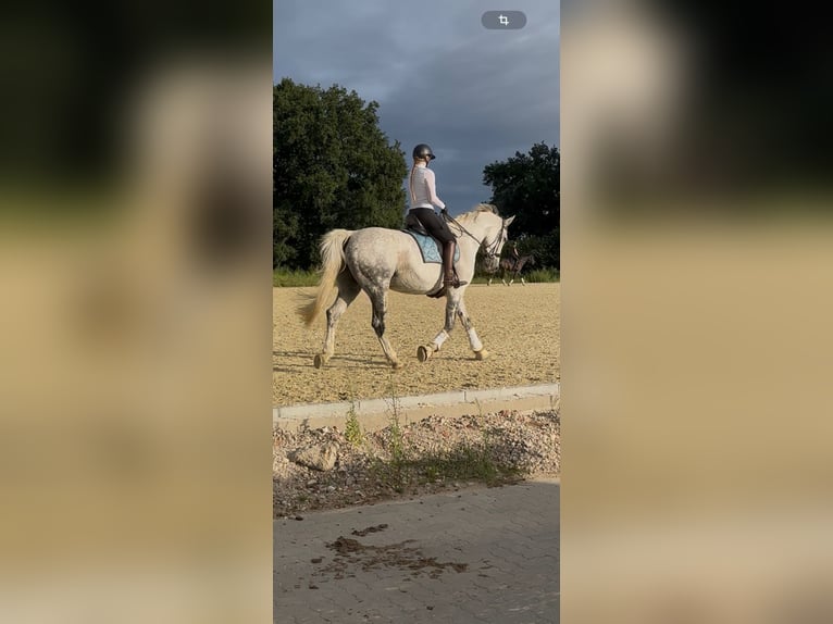 Hannoveraner Stute 14 Jahre 175 cm Schimmel in Wentorf bei Hamburg Hannoveraner Stute 14 Jahre 175 cm Schimmel in Wentorf bei Hamburg
