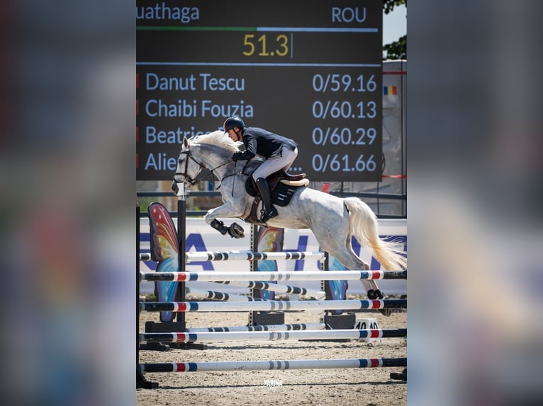 Hannoveraner Stute 14 Jahre 175 cm Schimmel in Voluntari