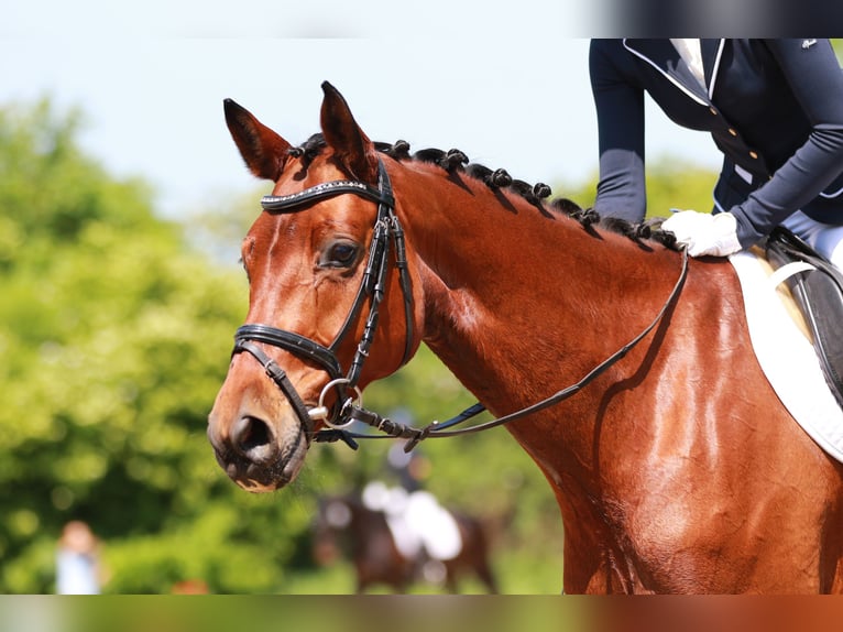 Hannoveraner Stute 14 Jahre Brauner in Eppelheim