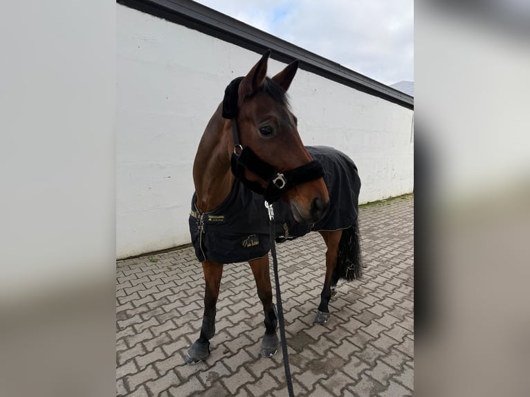 Hannoveraner Stute 14 Jahre Brauner in Eppelheim