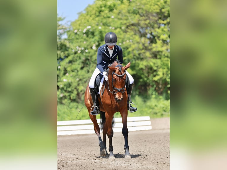 Hannoveraner Stute 14 Jahre Brauner in Eppelheim