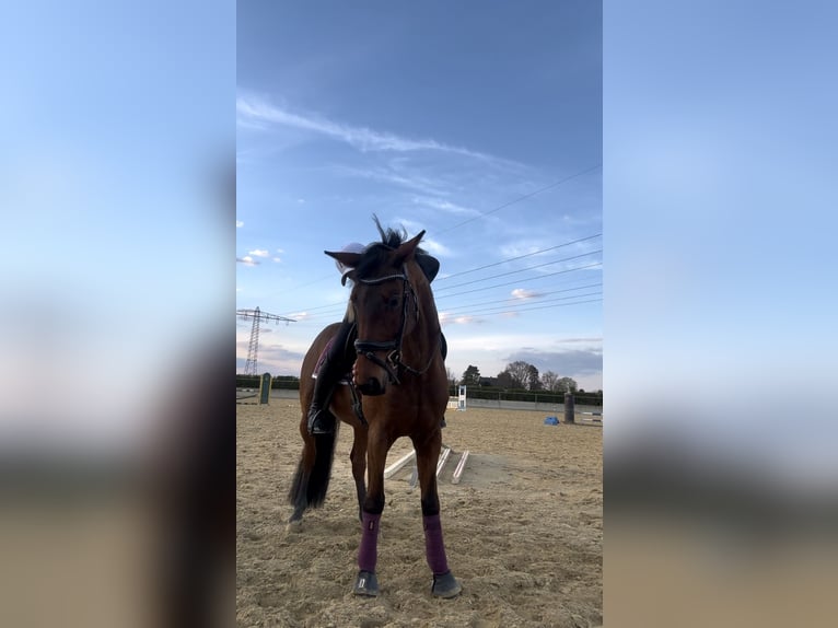 Hannoveraner Stute 14 Jahre Brauner in Eppelheim