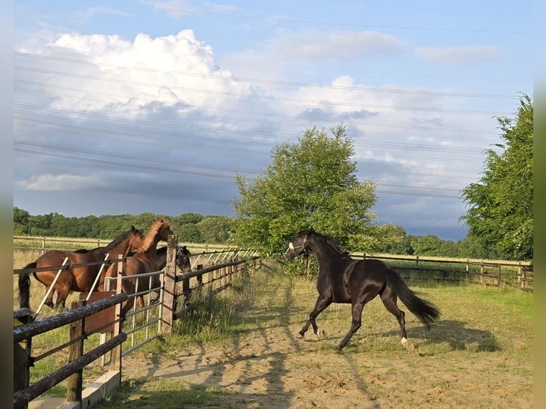 Hannoveraner Stute 14 Jahre in Gelsenkirchen