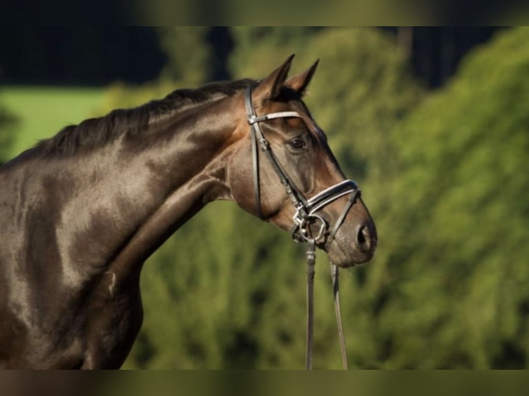 Hannoveraner Stute 14 Jahre in Taunusstein