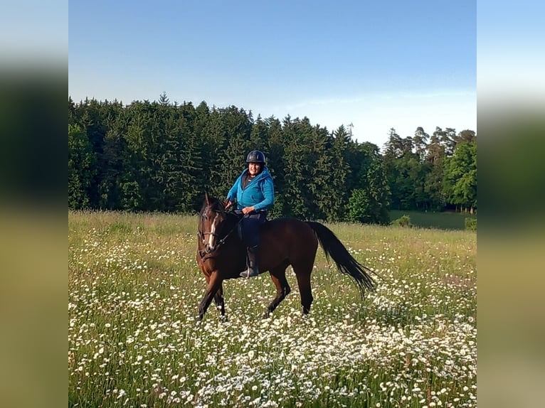 Hannoveraner Stute 15 Jahre 162 cm Brauner in Gerolsbach