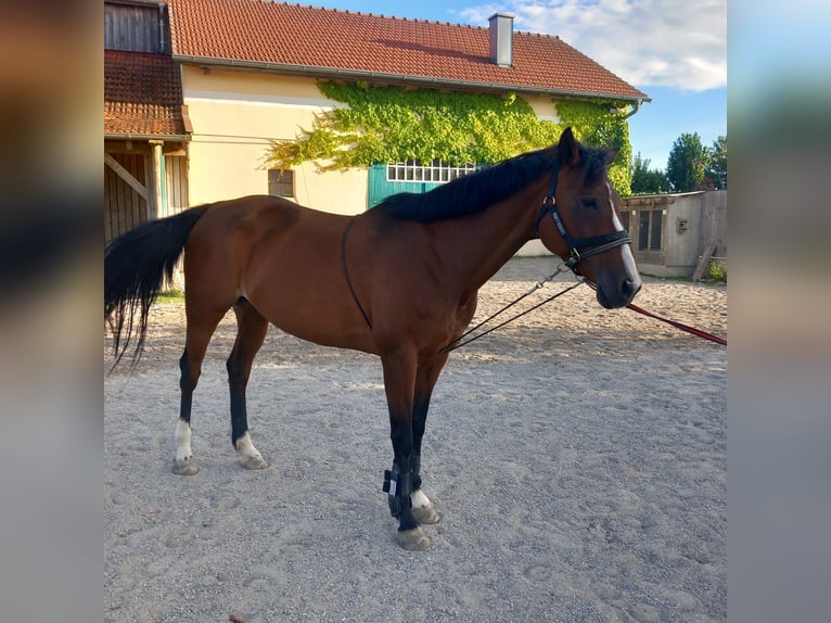 Hannoveraner Stute 15 Jahre 162 cm Brauner in Gerolsbach