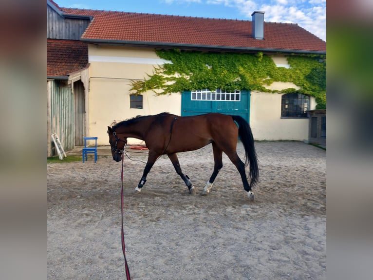 Hannoveraner Stute 15 Jahre 162 cm Brauner in Gerolsbach