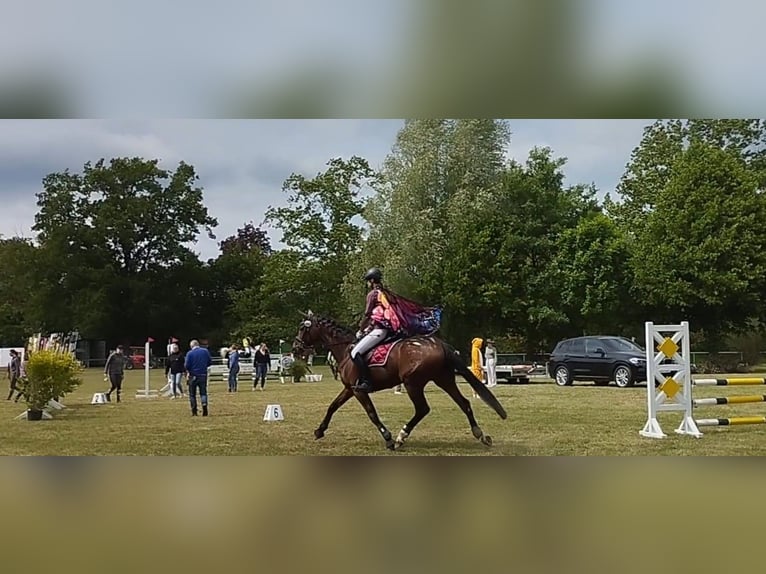 Hannoveraner Stute 15 Jahre 162 cm Brauner in Springe