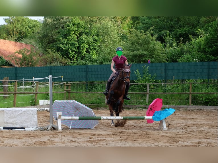 Hannoveraner Stute 15 Jahre 162 cm Brauner in Springe