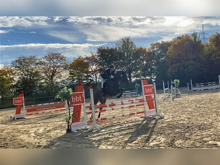 Hannoveraner Stute 15 Jahre 162 cm Brauner in Springe
