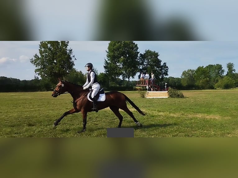 Hannoveraner Stute 15 Jahre 162 cm Brauner in Springe