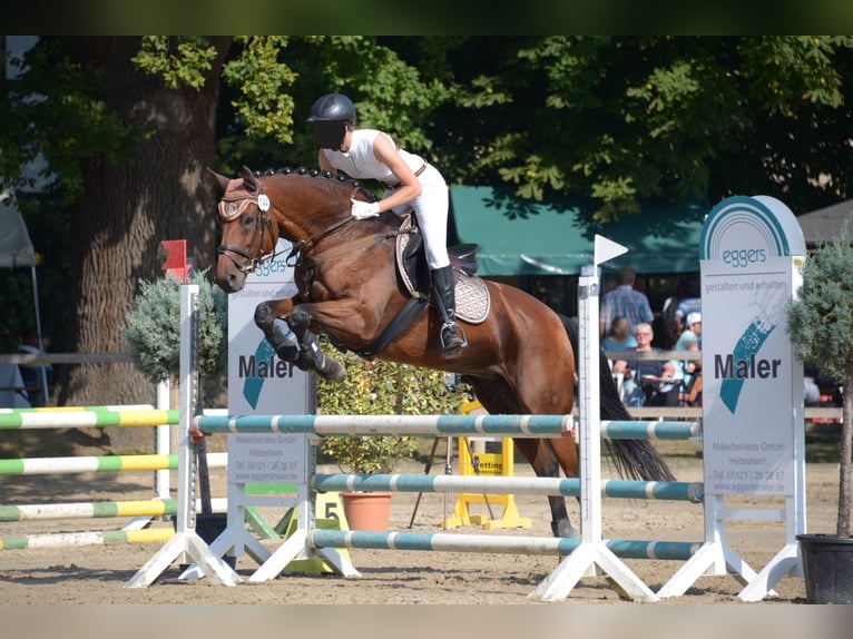 Hannoveraner Stute 15 Jahre 162 cm Brauner in Springe